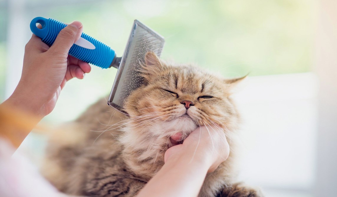 How Coastal and Urban Living in the UAE Affects Cat Grooming Needs