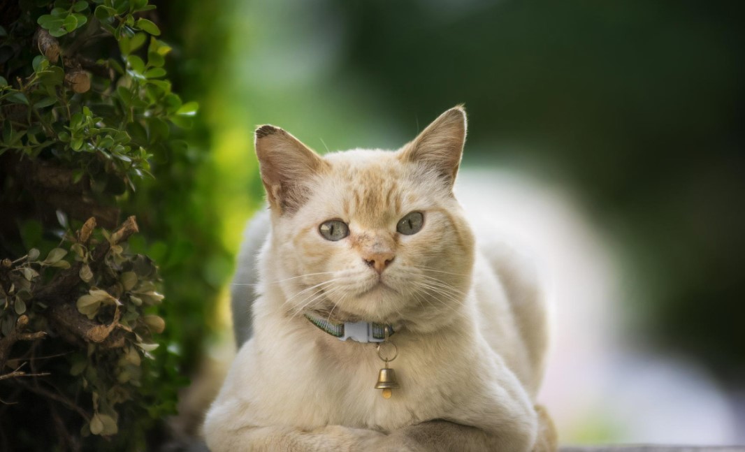 Worms in Cats: The Silent Threat of Tapeworm Infestations